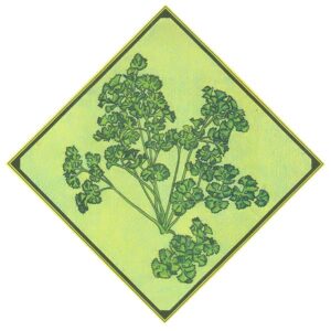 MOTHER's Garden: Parsley Herb Image
